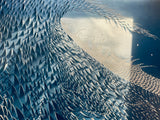 Wave